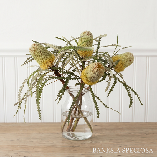 Banksia Box - August Variety: Prionotes