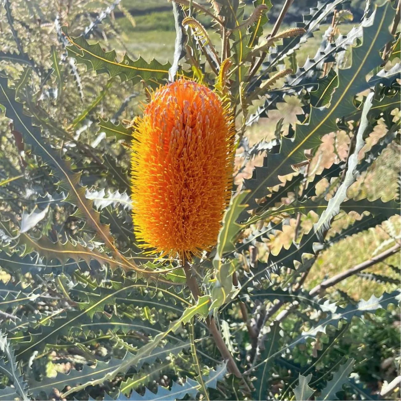 Banksia Box - June Variety: Speciosa