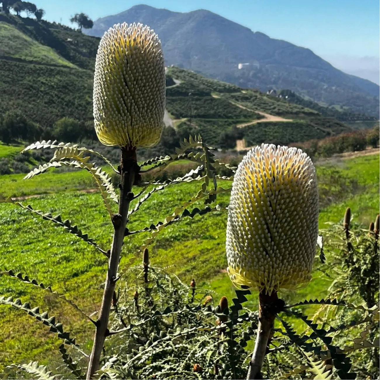 Banksia Box - June Variety: Speciosa
