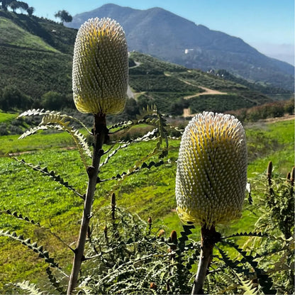 Banksia Box - June Variety: Speciosa