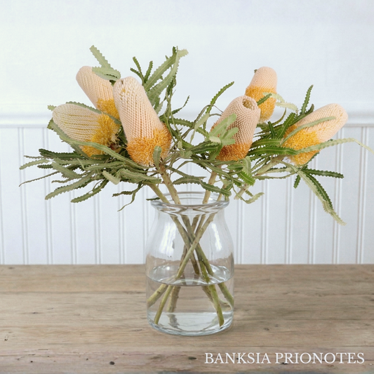 Banksia Box - August Variety: Prionotes