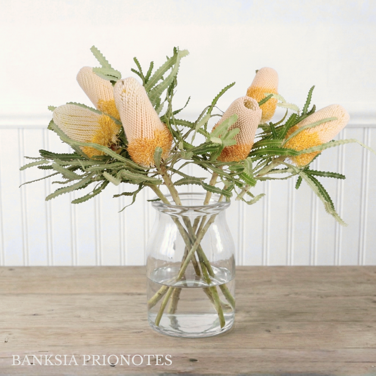 Banksia Box