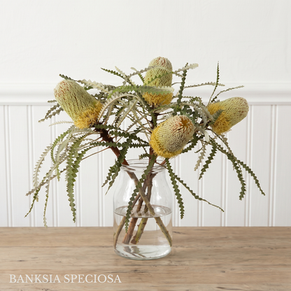 Banksia Box