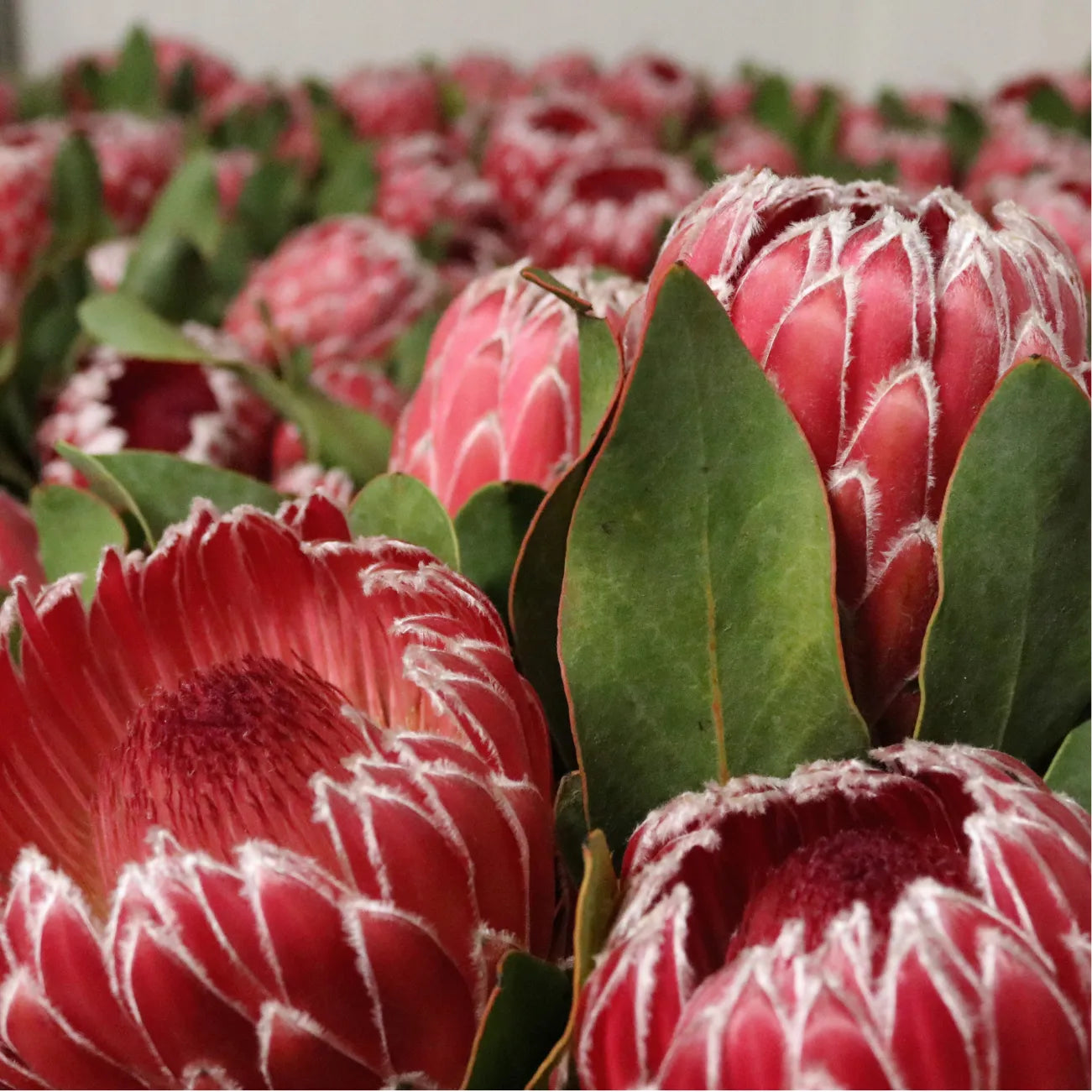 Protea Empress Box