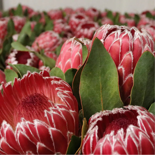 Protea Empress Box