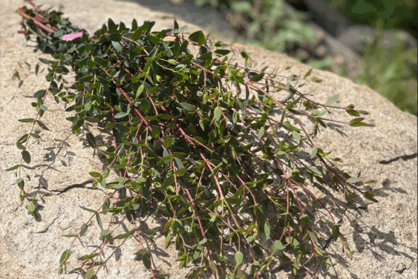 Parvifolia Parvifolia