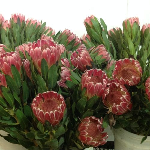 Protea Kendall Farms