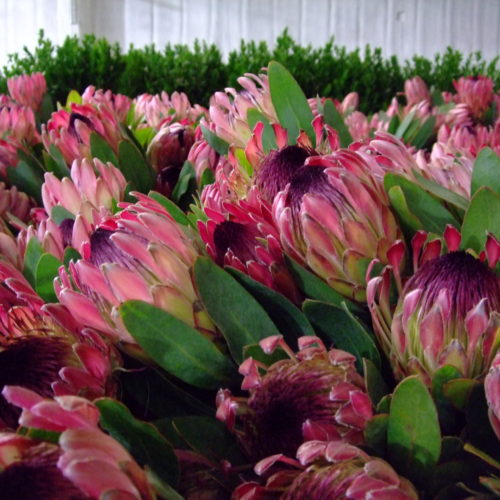 Protea - Kendall Farms